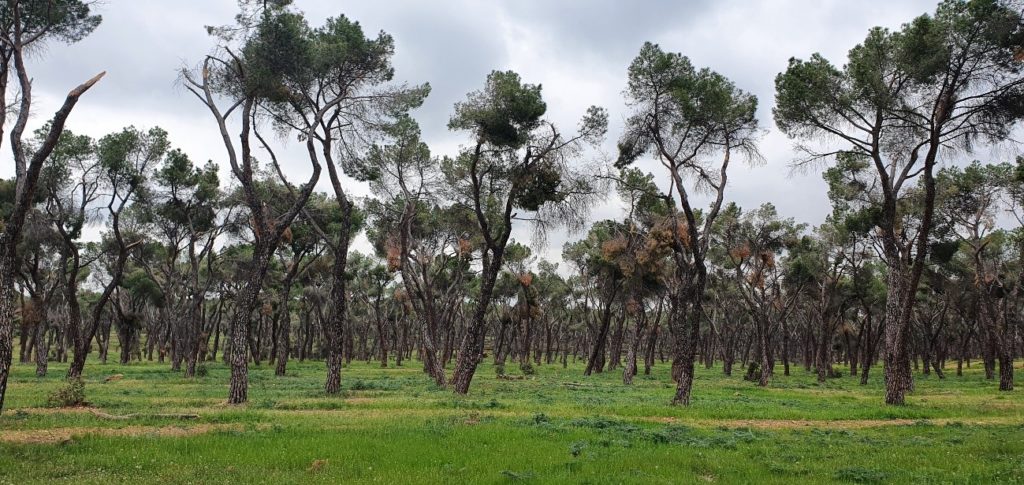 Trabajos forestales en la Casa de Campo, Madrid